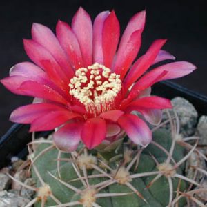 Gymnocalycium anisitsii damsii